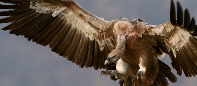 E-commerce Dashboard